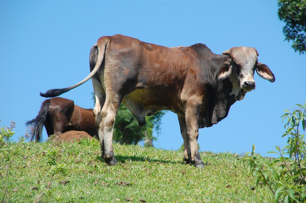 Chales De Minas Hotel Fazenda Caxambu Εξωτερικό φωτογραφία